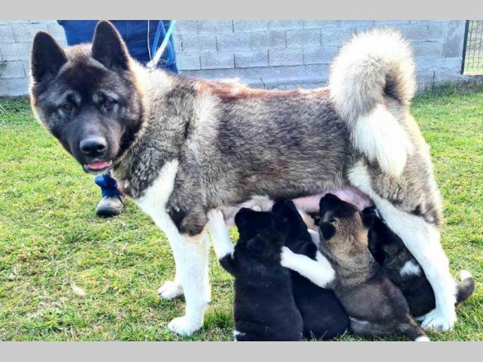 američka akita štenci besplatni mali oglasi