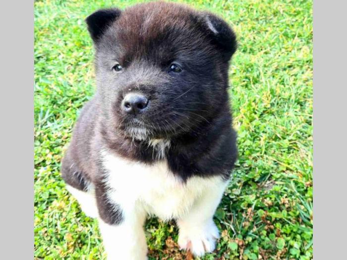 američka akita štenci besplatni mali oglasi