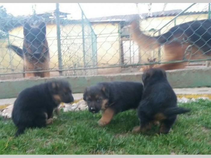 nemački ovčar štenci besplatni mali oglasi