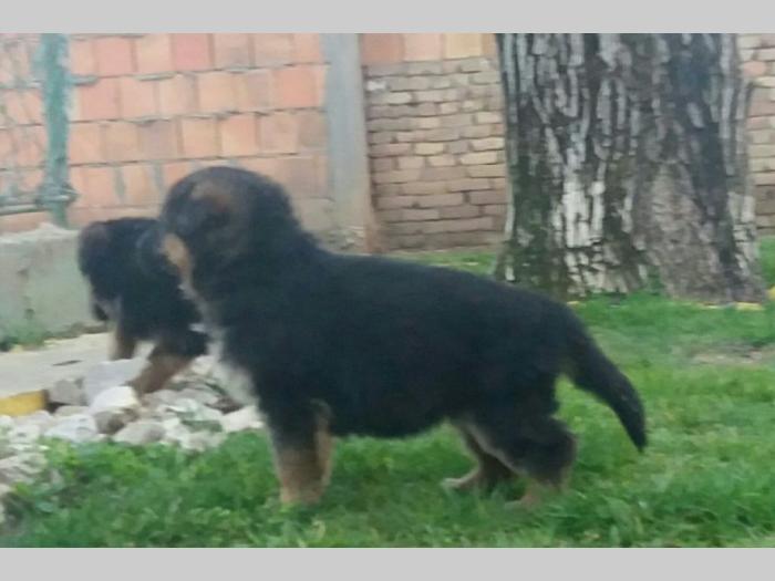 nemački ovčar štenci besplatni mali oglasi