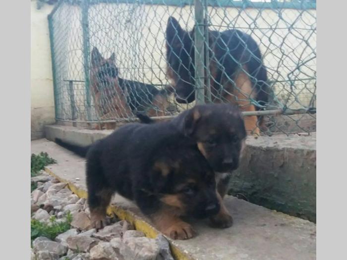 nemački ovčar štenci besplatni mali oglasi