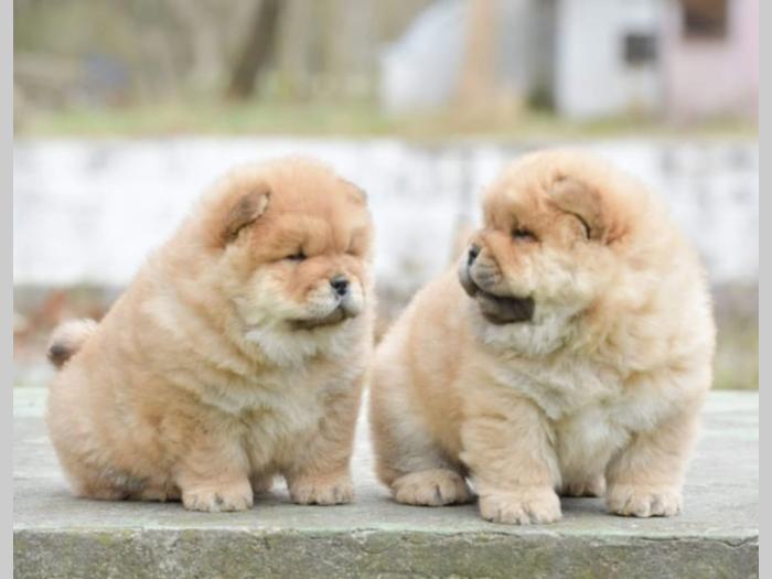 chow chow dva muška šteneta besplatni mali oglasi