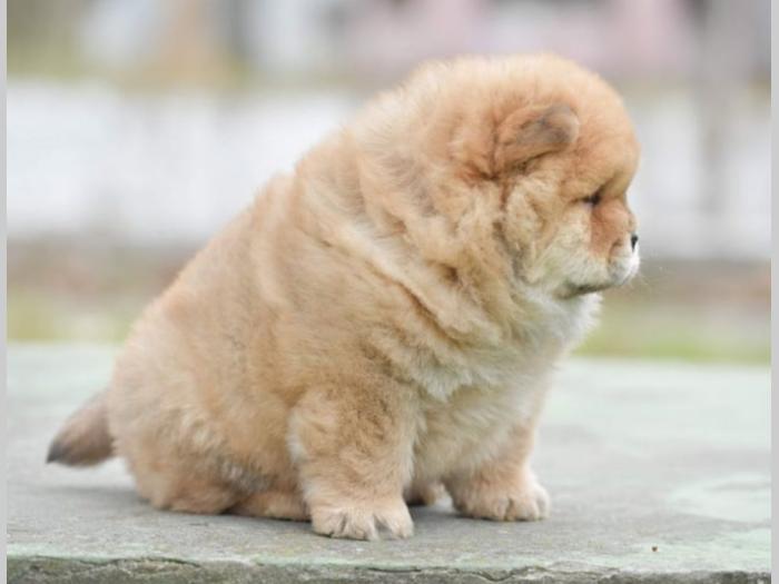 chow chow dva muška šteneta besplatni mali oglasi