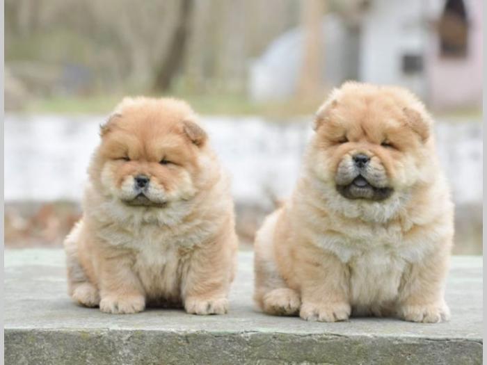 chow chow dva muška šteneta besplatni mali oglasi