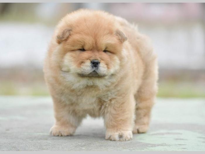chow chow dva muška šteneta besplatni mali oglasi