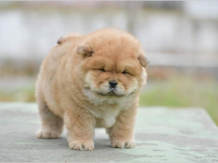 chow chow dva muška šteneta besplatni mali oglasi