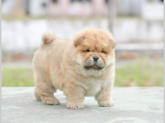 chow chow dva muška šteneta besplatni mali oglasi