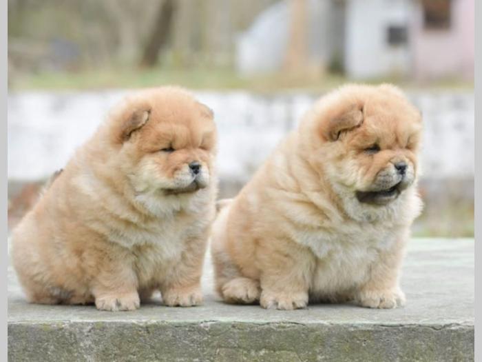 chow chow dva muška šteneta besplatni mali oglasi