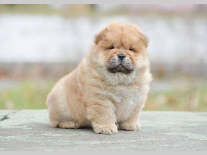chow chow dva muška šteneta besplatni mali oglasi