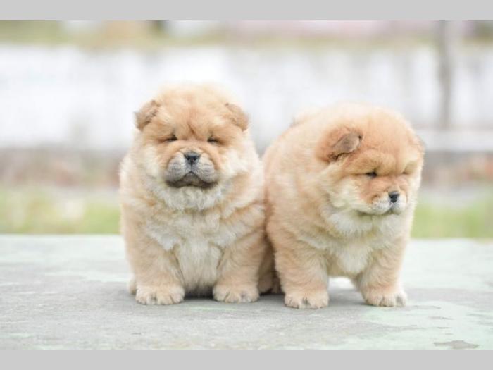 chow chow dva muška šteneta besplatni mali oglasi