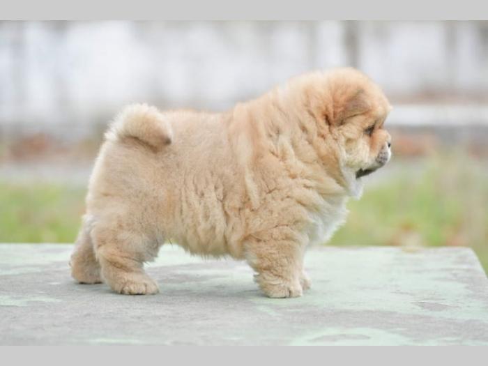 chow chow dva muška šteneta besplatni mali oglasi
