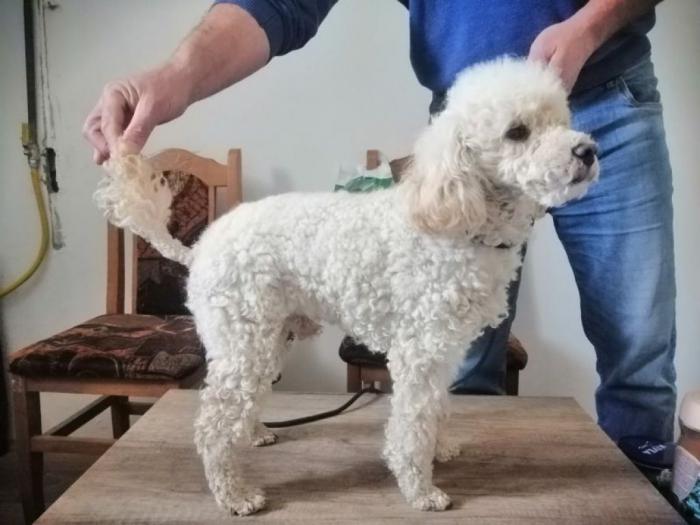 pudla mužjak na prodaju besplatni mali oglasi