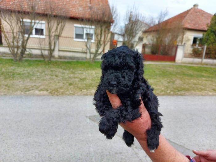 patuljate pudle bele, aprikot i crne boje besplatni mali oglasi