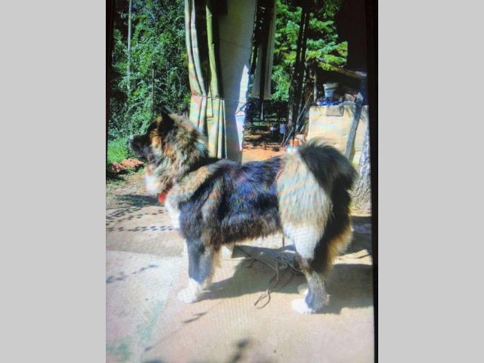američka akita pas priplodnjak besplatni mali oglasi