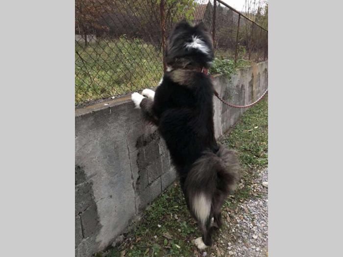 američka akita pas priplodnjak besplatni mali oglasi