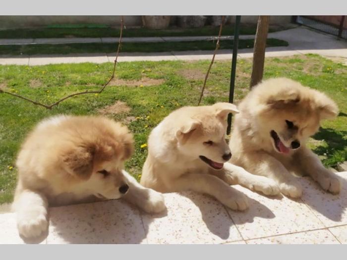 japanska akita štenci besplatni mali oglasi