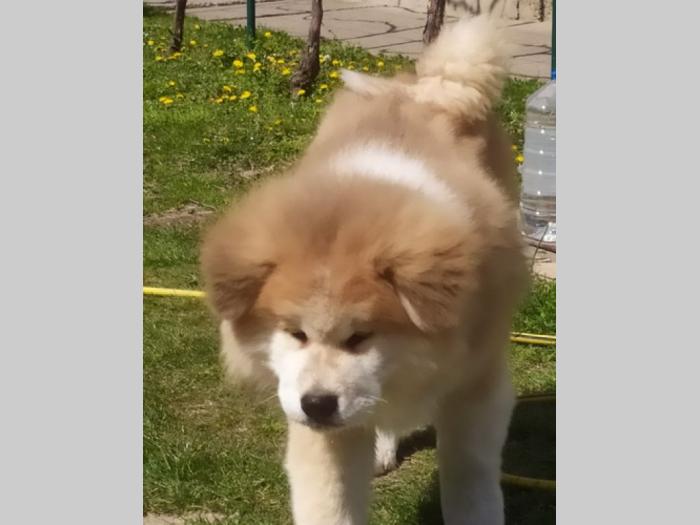 japanska akita štenci besplatni mali oglasi