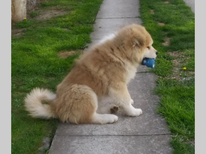 japanska akita štenci besplatni mali oglasi
