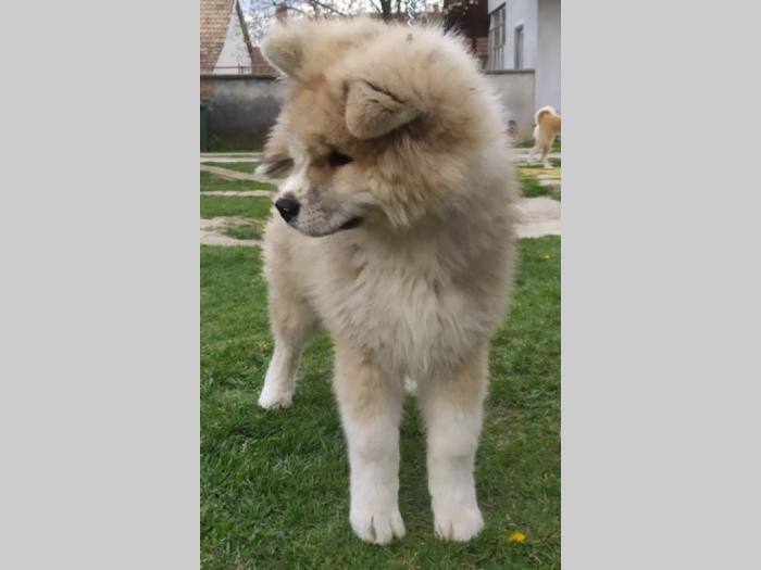 japanska akita štenci besplatni mali oglasi