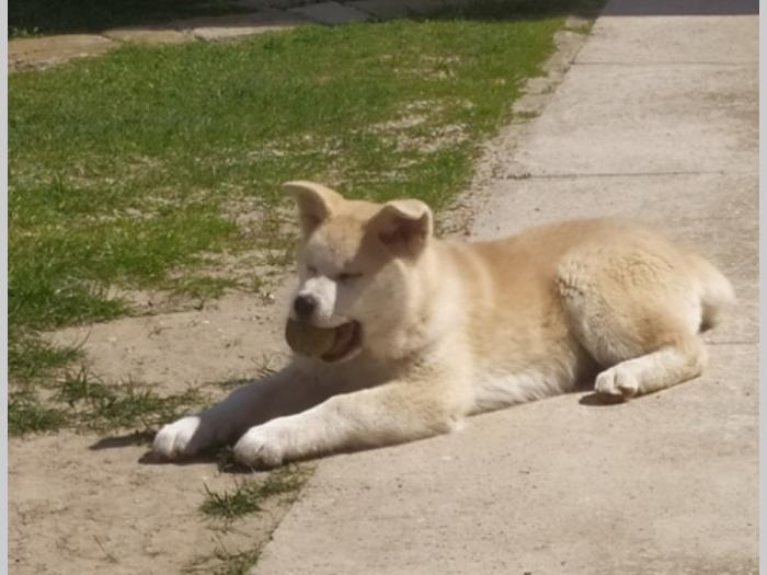 japanska akita štenci besplatni mali oglasi
