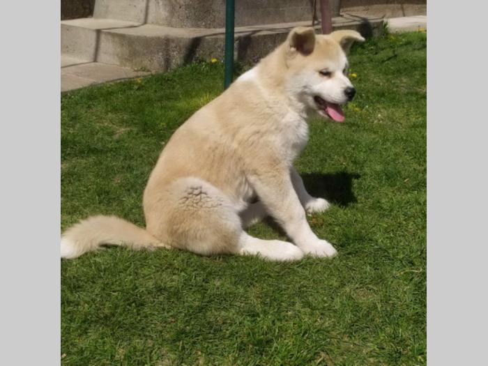 japanska akita štenci besplatni mali oglasi