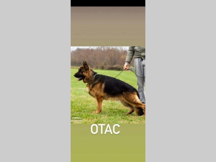 nemački ovčar štenci besplatni mali oglasi