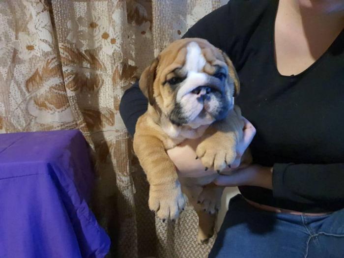 englski buldog kvalitetni štenci besplatni mali oglasi