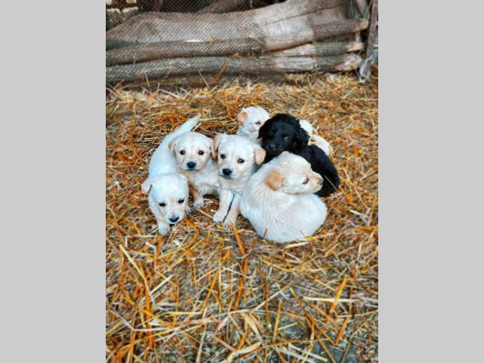 mešanci labradora i zlatnog retrtivera besplatni mali oglasi
