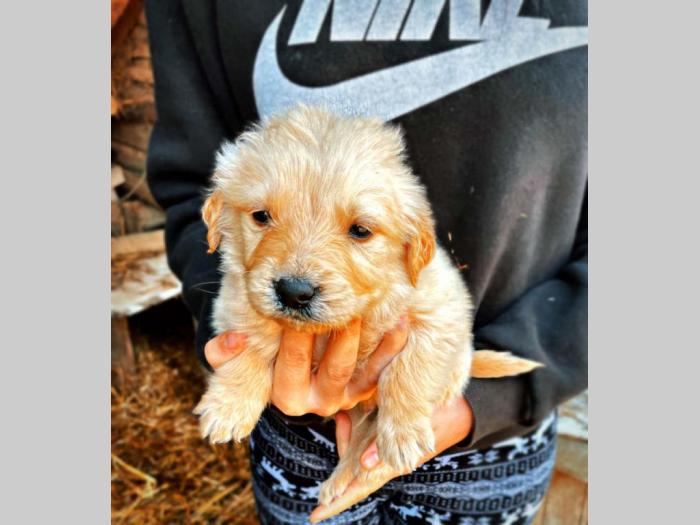 mešanci labradora i zlatnog retrtivera besplatni mali oglasi