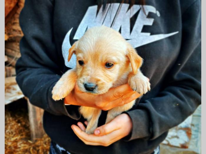 mešanci labradora i zlatnog retrtivera besplatni mali oglasi