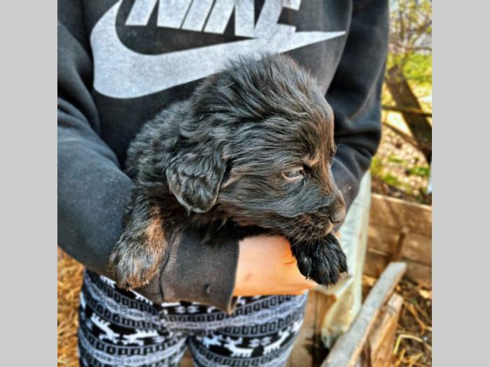 mešanci labradora i zlatnog retrtivera besplatni mali oglasi