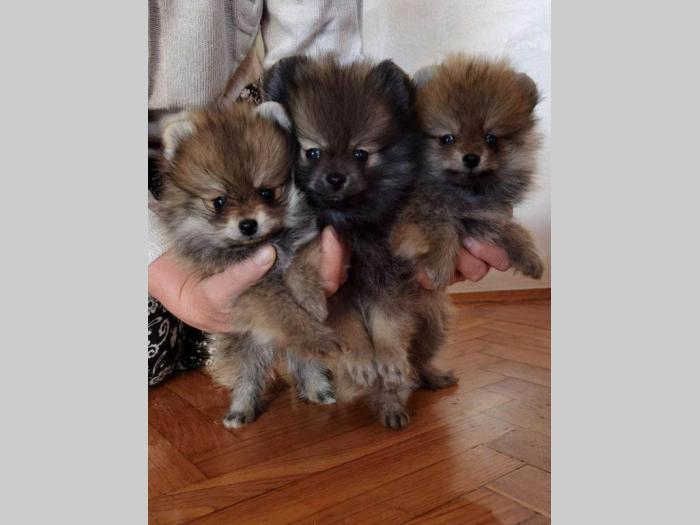 pomeranac boo štenci na prodaju besplatni mali oglasi