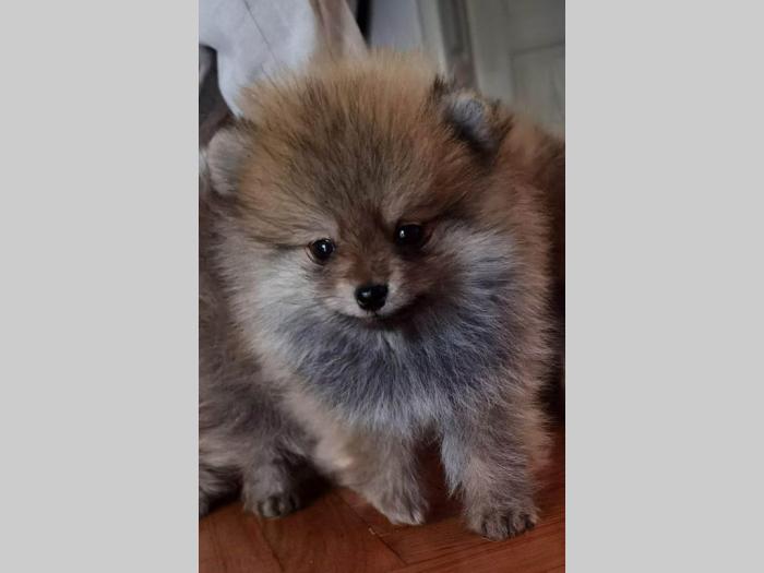 pomeranac boo štenci na prodaju besplatni mali oglasi
