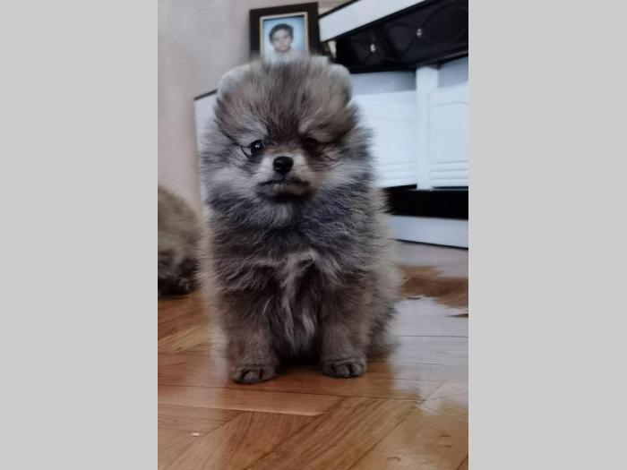 pomeranac boo štenci na prodaju besplatni mali oglasi