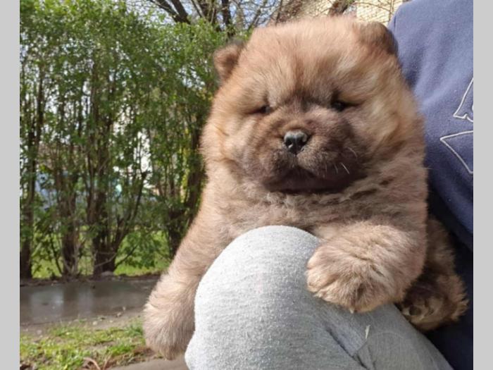 chow chow muško štene besplatni mali oglasi