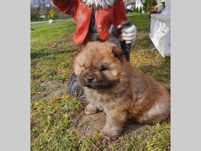 chow chow muško štene besplatni mali oglasi