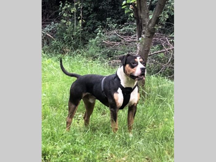 pitbull štenci rezervacija besplatni mali oglasi
