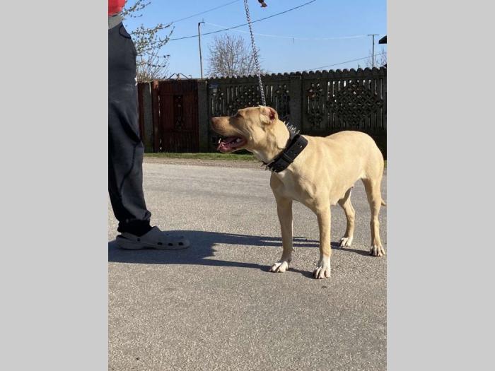 pitbull štenci rezervacija besplatni mali oglasi