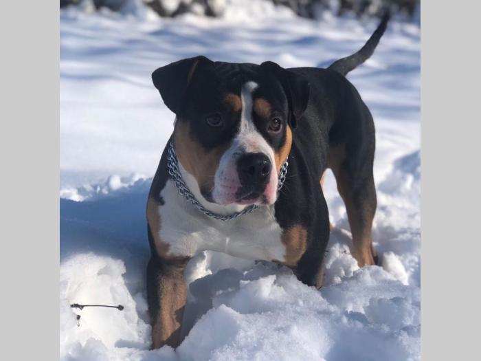 pitbull štenci rezervacija besplatni mali oglasi