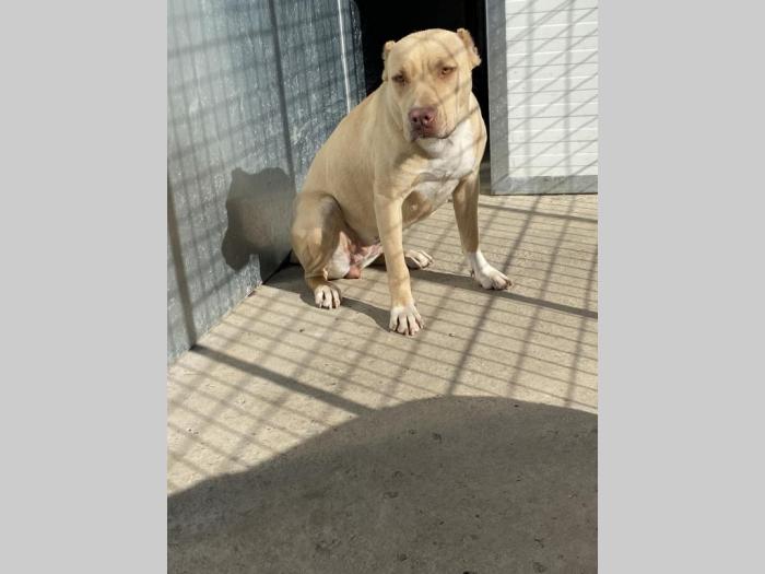 pitbull štenci rezervacija besplatni mali oglasi
