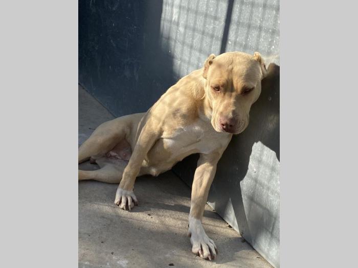 pitbull štenci rezervacija besplatni mali oglasi