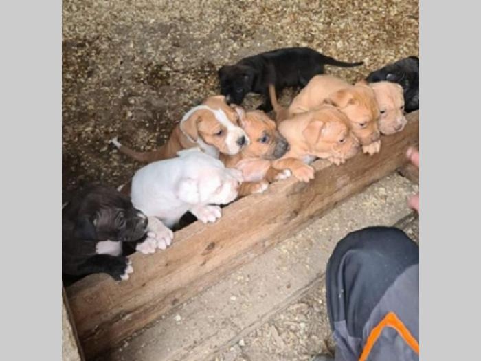 pit bull štenci besplatni mali oglasi