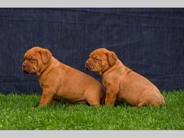 štenci bordoško doge na prodaju besplatni mali oglasi