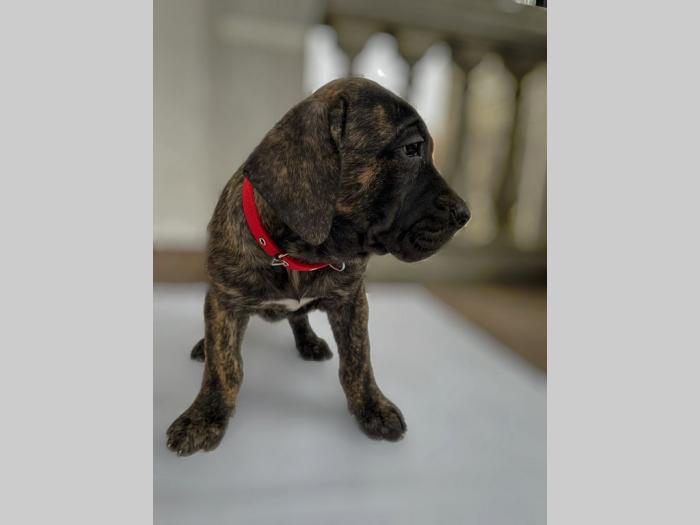štenci presa canario vrhunskog porekla besplatni mali oglasi