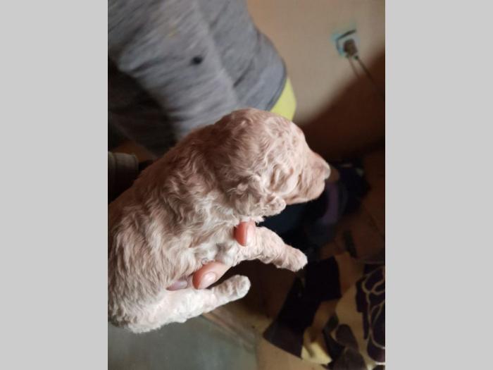 pudle oba pola rezervacija besplatni mali oglasi