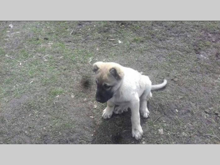 turski kangal štenci besplatni mali oglasi