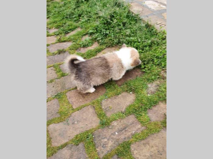 velški korgi štenci besplatni mali oglasi
