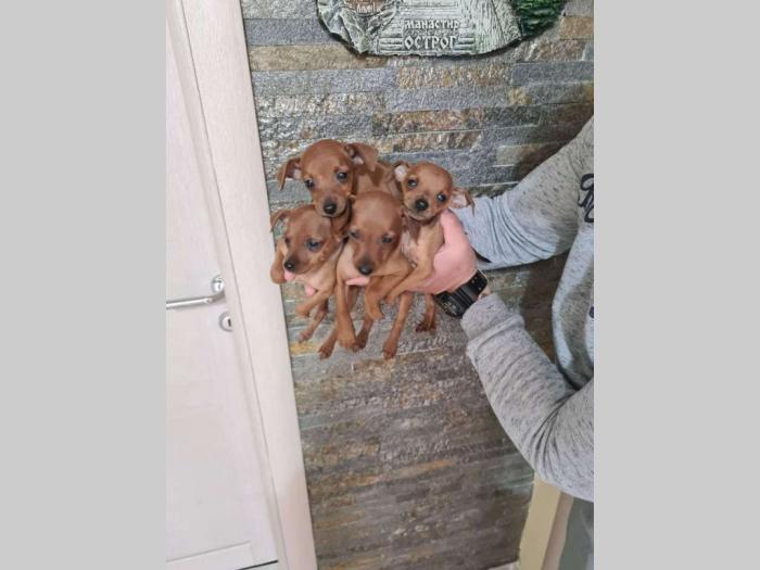 patuljasti pinčevi štenci besplatni mali oglasi