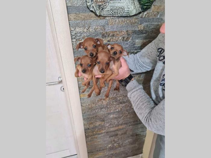 patuljasti pinčevi štenci besplatni mali oglasi