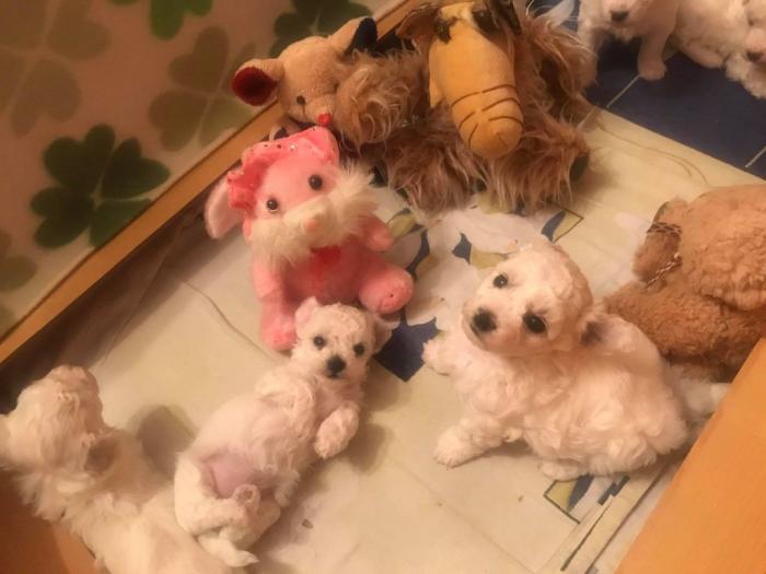 kovrdžavi bišon štenci besplatni mali oglasi
